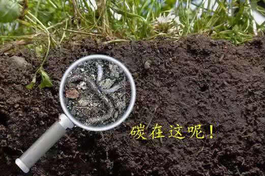 碳在這呢！
